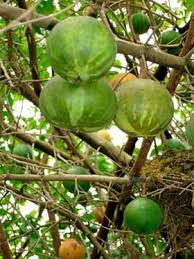 Image result for Oncoba