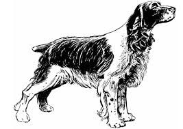 Dog coloring pages color this puppy coloring page of a cute cocker spaniel puppy lots of great via kookerkids.com. Coloring Page Dog Cocker Spaniel Free Printable Coloring Pages Img 13708