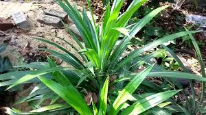 Learn more about selecting the best gas for frying. The Basmati Rice Aromatic Plant Pandan Leaf Only Found In India Very Aromatic Youtube