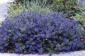 White flower bush is a plant available during spring and summer. Pin On Bring Me A Shrubbery