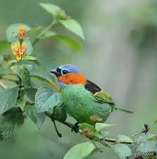 Colorful Birds Flying In The Sky Gif Https Encrypted Tbn0 Gstatic Com Images Q Tbn 3aand9gcql3h9vabslj6lh1 C2dv6ppbzkumkjqskleq Usqp Cau
