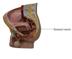Image result for Seminal Vesicle