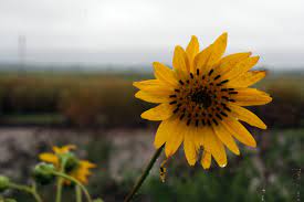 Prairie Dock Silphium Terebinthinaceum Is A Native Prairie Plant In The Sunflower Family It Has A Rosette Of Large Lea Prairie Planting Plants Native Plants