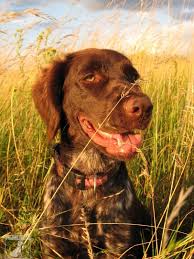 Image result for Malý münsterlandský ohař