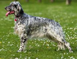 Pure dashing bondhu llewellin setter puppies for sale. Llewellin Setter Dog Breed Information Continental Kennel Club