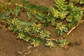 Image result for Ludwigia adscendens
