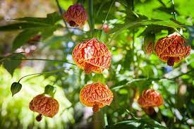 We did not find results for: Red Tiger Plant Black Gold Chinese Lanterns Plant Plants Trees To Plant