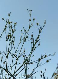 Image result for Oldenlandia herbacea