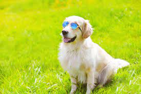 Trusted professionals · call for appointment now · locations near you Healthy Pet Tips Madison Veterinary Clinic In Madison Al