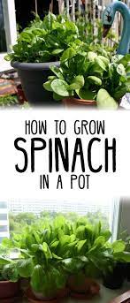 How To Grow Spinach In Pots Container Vegetable Gardening Indoor Vegetable Gardening Growing Vegetables Organic Vegetable Garden