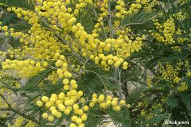 Image result for Acacia dealbata