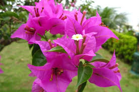Pohon bougenville bisa tumbuh dengan ketinggian hingga 5 meter. Mengenal Bunga Bougenville Si Bunga Kertas Bunga Bunga