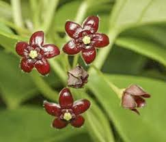 Image result for Vincetoxicum tenuipedunculatum