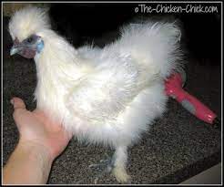 Before adding any water, add a strip of rubber shelf liner to the bottom of the tub or bucket to prevent slipping. How And When To Give A Chicken A Bath The Chicken Chick
