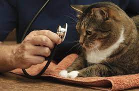 High Cholesterol In Cats Petmd