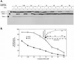 Down Regulation Of Enzymatic Activity Of 3 Hsd By Hcg In Desensitized Download Scientific Diagram