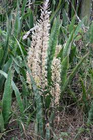 Image result for Sansevieria hyacinthoides