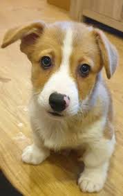 Use the search tool below and browse adoptable corgis! Pembroke Welsh Corgi Puppy Dog For Sale In Eau Claire Wisconsin