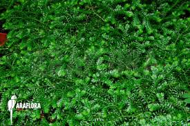 Image result for Selaginella kraussiana