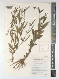 Image result for Julbernardia seretii