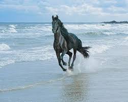المصراوي أكبر و أجمل صور للخيول العربيه 2013 Horses Animals Beautiful Horse Pictures