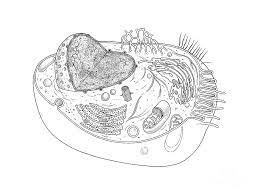 Maybe you would like to learn more about one of these? Animal Cell Diagram Photograph By Science Source