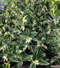 Image result for Toddalia crenulata