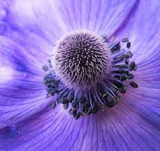 A For Anemone Beautiful Flowers Anemone Beautiful Bouquet