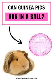 Pin On Guinea Pig Care