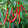 Apr 15, 2016 · ingredients 3 guajillo or new mexican chiles, stems removed. 1