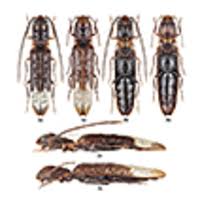 Image result for Sinopteridaceae