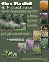 Ornamental Grasses Are Among The Hardiest Carefree Versatile Groups Of Perennial Plants Ornamental Grasses Plants Landscaping Plants