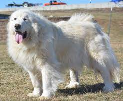 Great Pyrenees Puppies For Sale Harvest Acres Great Pyrenees Great Pyrenees Puppy Pyrenees Puppies Great Pyrenees