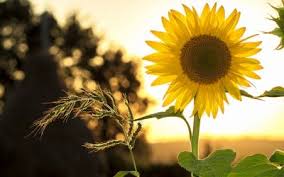 Check spelling or type a new query. New Usda Plant Hardiness Zone Map Plant Climate Zones
