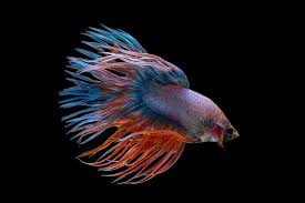 It's always a good idea to examine your betta fish whenever you feed them to see if there are any changes in their behaviour or physical. 24 Fish You Can Keep With Bettas The Nano Tank