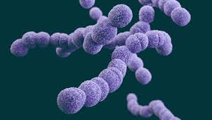 Image result for Group B Streptococcus