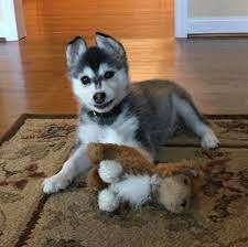 The chuckchi were extremely dependent on husky help, pulling sleds in the snow and ice. One Of Our Guys Settled In Miniature Siberian Huskies Facebook