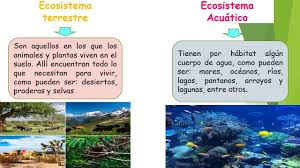 TOMi.digital - Ecosistema Acuático y Terrestre