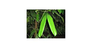 LushGreen Gardens Dwarf Rare Garcinia Indica or Kokum Raja Puli Live Plant  For Landscaping (1 Healthy Live Plant) : Amazon.in: Garden & Outdoors