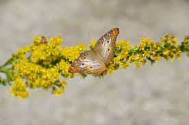 Goldenrod Florida Native Plants Plant Nursery Native Plants