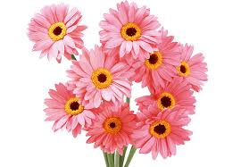 Gambar gambar bunga matahari warna pink terbaik download now kemba. Buket Bunga U041du0430u0442u044fu0436u043du0430 U0441u0442u0435u043bu044f Budidaya Bunga Matahari Bunga Matahari Merangkai Bunga Bunga Matahari Bunga Buatan Png Pngwing