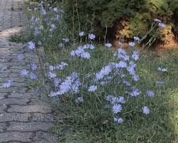Image result for Cichorium