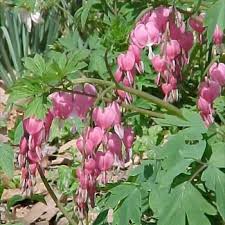 See heart shaped plant stock images. Bleeding Heart Old Fashioned Pink Friends School Plant Sale