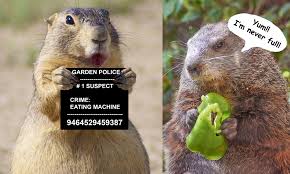 What kind of bait to put in a groundhog trap? Conquering Critters In The Garden Part 1 Groundhogs Blog Embassy Landscape Group