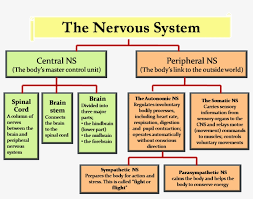 Study flow diagram legend cns central nervous system pfs. Central Nervous System Peripheral Nervous System Nervous System Chart Transparent Png 1444x1066 Free Download On Nicepng