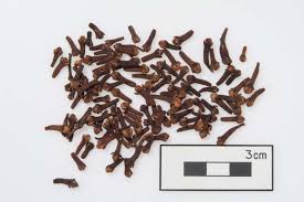 Image result for Syzygium niassense