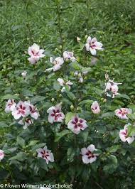 Lil Kim Rose Of Sharon Hibiscus Syriacus Rose Of Sharon Hibiscus Garden Design