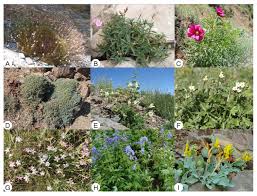 Image result for Dipcadi vaginatum