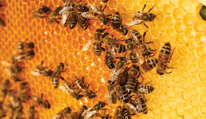 Sapresti riconoscere un'ape regina?