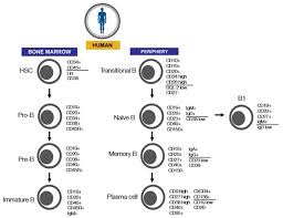 Image result for B-Lymphocyte